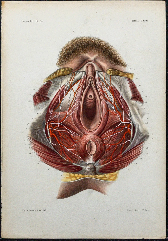 1866 - Perineum Female - Anatomy & Obstetrics - engraving antique