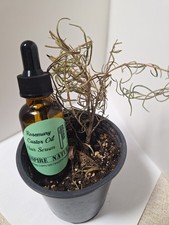 Rosemary And Castor Oil Hair Serum -Creates Growth of Smooth, Shiny Hair