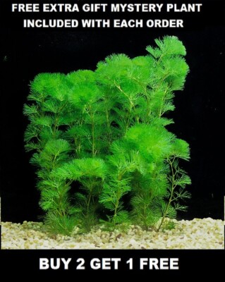 BUY 2 GET 1 FREE | Green Cabomba Caroliniana Fanwort Live Aquarium Plants Bunch 