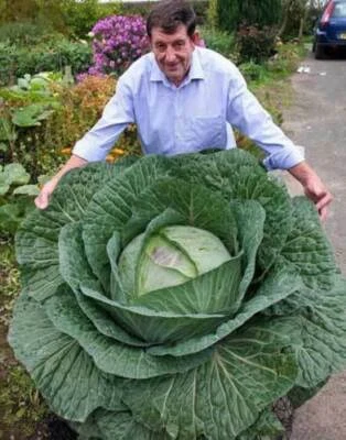 CAVOLO VERZA GIGANTE - GIANT CABBAGE, 50 semi + OMAGGIO