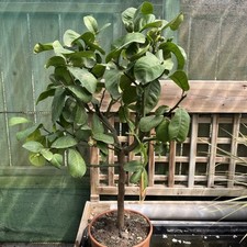 Citrus Medica Citron - 20cm pot 70cm (inc pot)
