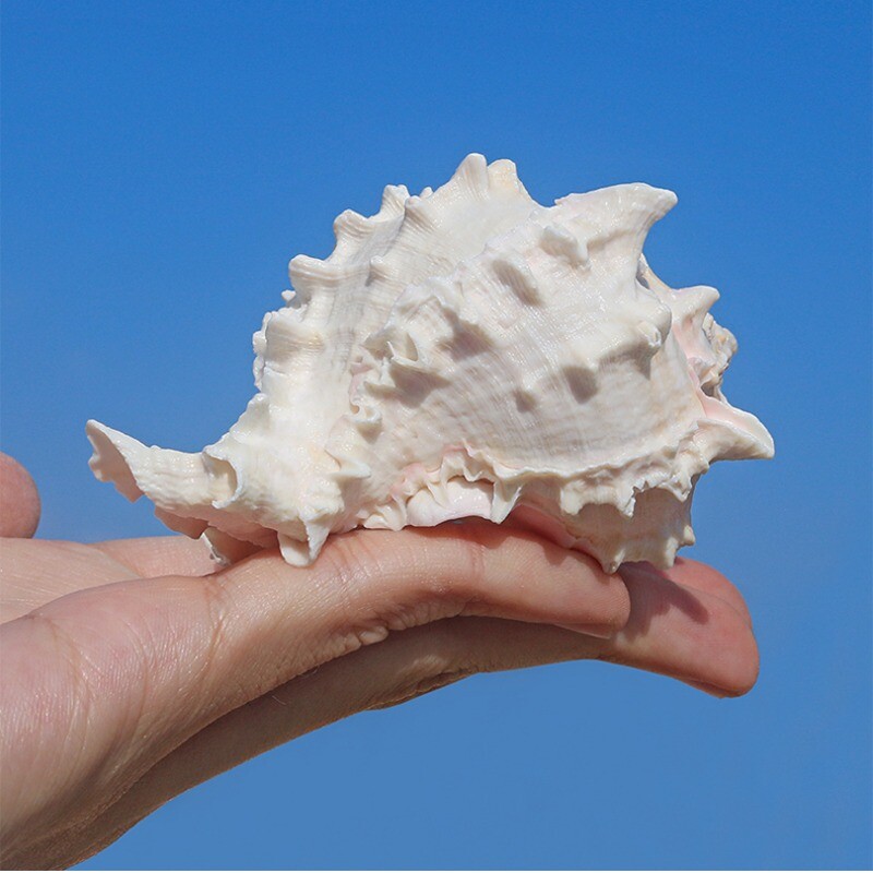 Cute Pink Conch Shells Natural Sea Snail Aquarium Fish Tank Landscape ...