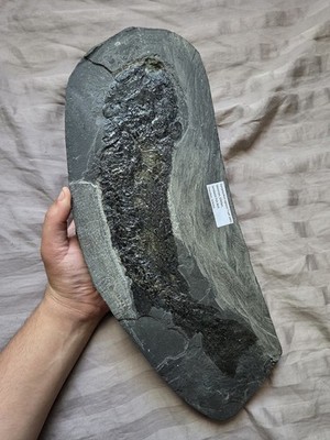 Very Rare Monster Gyroptychius Fossil Lobed Fin Fish Devonian Age Scotland 