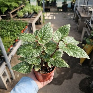 Begonia Sp | eBay