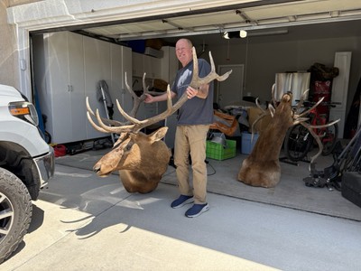 337  Bull Elk Taxidermy Mount