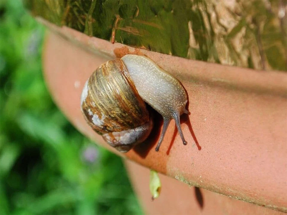 Copper Slug Tape Self-Adhesive Ethical Slug Repellent Barrier Pest Control UK - Image 2 of 3