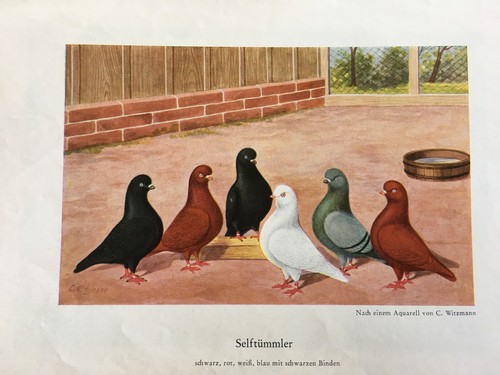 Geschenkidee für Taubenzüchter - nostalgische Kunstdrucke gerahmt - Mövchen - Bild 24 von 38