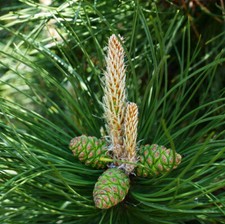 Pinus Nigra Nigra / Austrian Pine / Black Pine Tree in 9cm Pot
