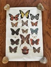 SMOKEY THE BEAR Vintage Poster 20" X 30" Butterflies Illustrated David Palladini