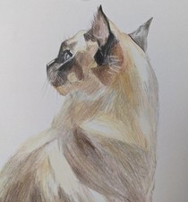 Siamese cat B6 colored pencil drawing cat illustration