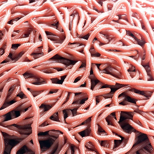 50PCS/Pack 8cm Soft Earthworm Fishing Bait Red Worm Lures Grub Simulation Tackle - Picture 3 of 9