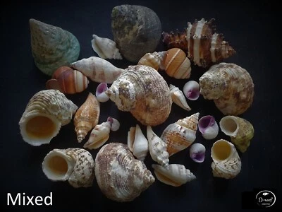 Hermit crab shells
