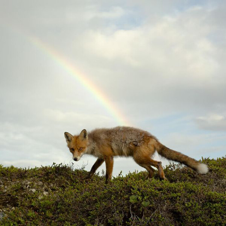 Buck Meek Buck Meek (Vinyl LP) 12" Album