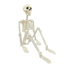Halloween Skeleton Decoration Posable Human Skeleton Figure Fake Bones Horror Pr