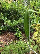 20 LOOFAH SEEDS ORGANICALLY GROWN IN FLORIDA. GROW YOUR OWN SPONGES