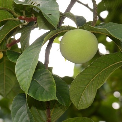 Green tampang (Artocarpus dadah)  - 1 germinated seed