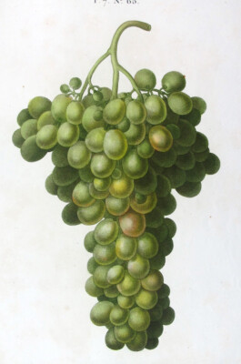 1799,TOP REDOUTE' BESSA H/C ENG. FOLIO VITIS VINIFERA MUSCAT D'ALEXANDRIE UBE