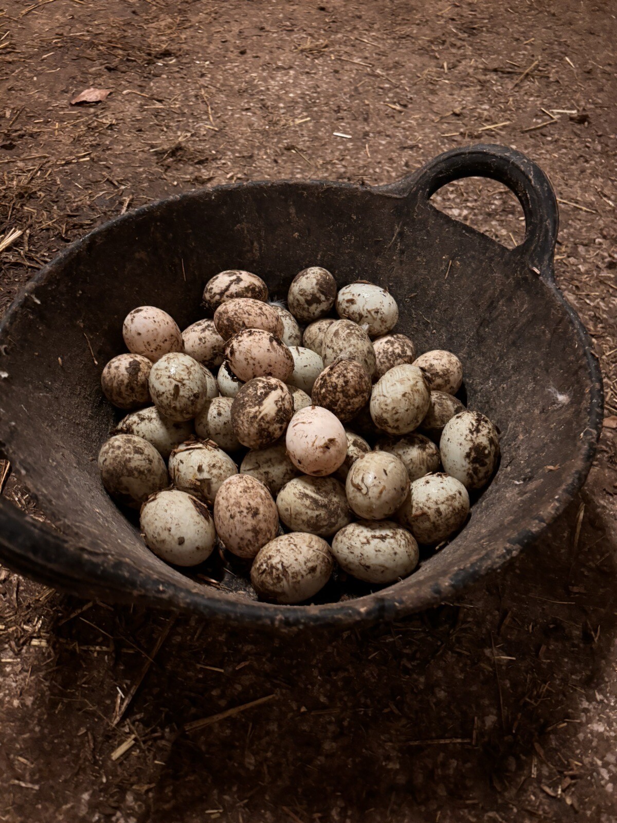 6 X Fertile Indian Runner Duck Hatching Eggs eBay