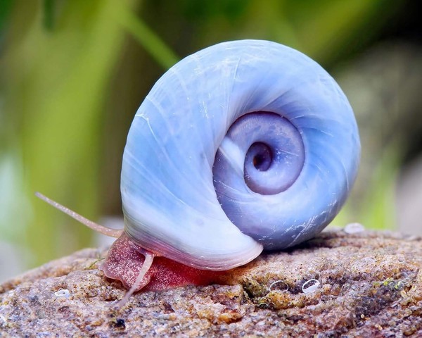 10 Caracoles Planorbis Azules | Caracol ramshorn | Caracoles Acuario