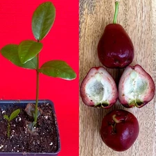Purple Malay Apple Syzygium malaccense Fruit Tree Starter Potted Plant Very RARE