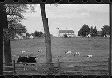 Photo:1930s Farm Field Cows Barn Silo Rural Landscape