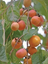 Diospyros virginiana AMERICAN PERSIMMON TREE Seeds!