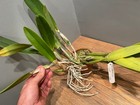 C. lueddemanniana `Caleb' Select Species Original Cattleya Orchid Plant — photo 4