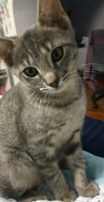 gray and white kittens for sale