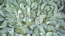 VIVACE - COUVRE SOL OREILLE D'OURS (lapin - STACHYS BYSANTINA 2 PIEDS RUSTIQUES