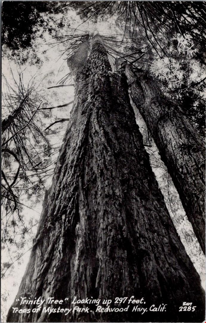 Trinity Tree, Trees of Mystery, REDWOOD HIGHWAY, California Real Photo Postcard