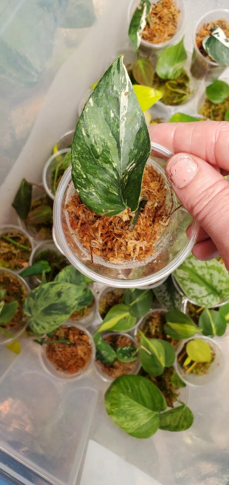 epipremnum pinnatum variegated albo
