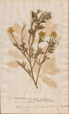 cinquefoils Fingerkräuter Botanik Naturselbstdruck nature printing Kniphof 1757