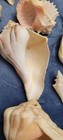 38 Vtg Estate Lot True Sea Shells Large To Small See Photos. Conch, Whelk, Etc. — photo 3