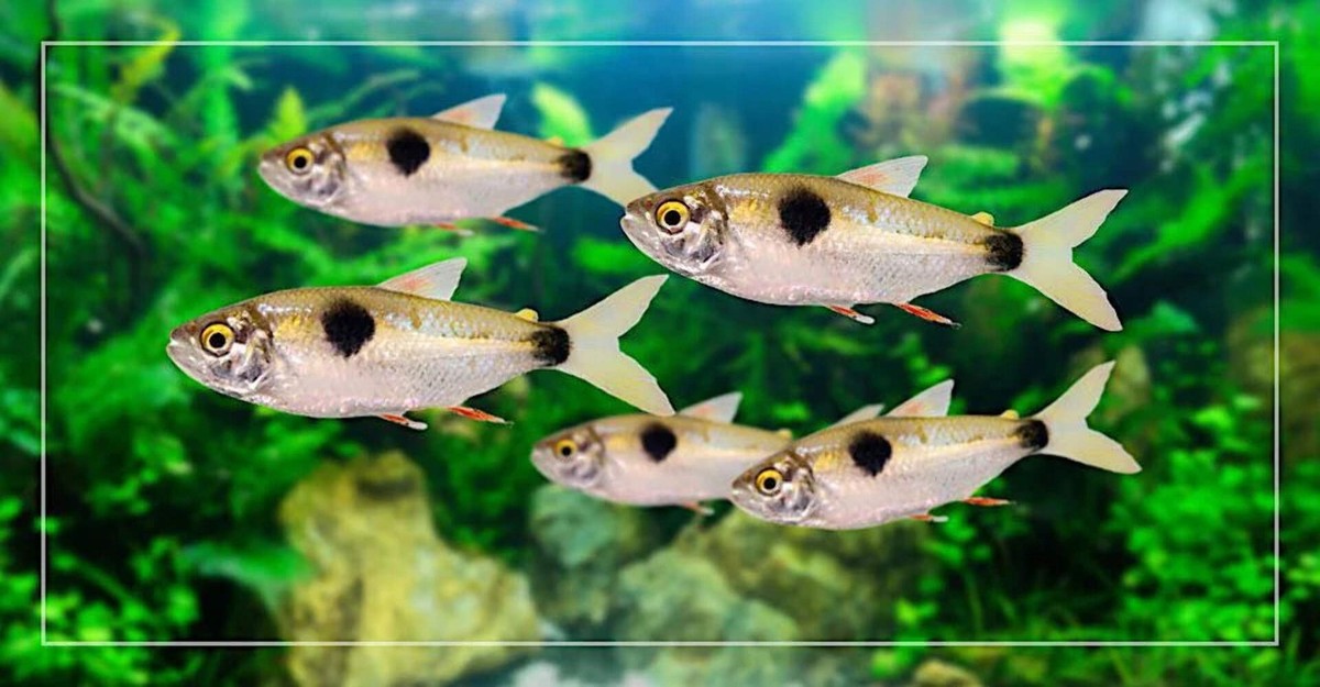 3-Pack Bucktooth Tetra Exodon 1-1.5 Inch Live Freshwater Aquarium