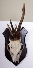 Abnormal Deer Horns Non Typical Roe Deer Trophy