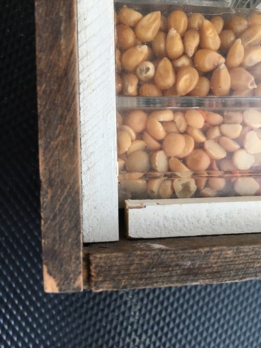 school teaching display corn ,grains ,beans Glass cover hand made wood frame* - Picture 7 of 7