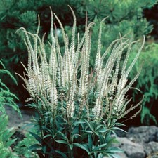 Veronicastrum Virginicum f albiflora - 100 Seeds - Hardy P.