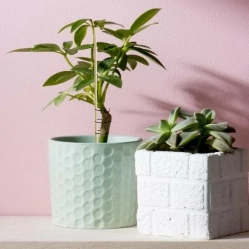 100 Tlg Bambus Holzpflanze Stöcke 20cm Gartenpflanzen Unterstützen Blumenstöcke - Bild 5 von 10