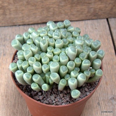 D6543 FRITHIA PULCHRA pot12-H8-W12 cm MaMa Cactus