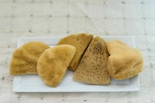 Mediterranean Elephant Ear  Sponges 3"- 3.5"