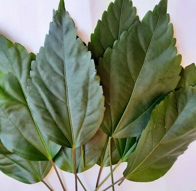 50 Fresh Picked Organic Hibiscus Leaves for Herbal Tea/Hair Growth! Fast Ship!
