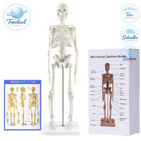 Menschliches Skelett Modell 45 Cm Anatomie Mit Beweglichen Armen Und Beinen