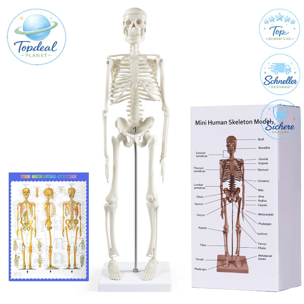 Menschliches Skelett Modell 45 Cm Anatomie Mit Beweglichen Armen Und Beinen-image