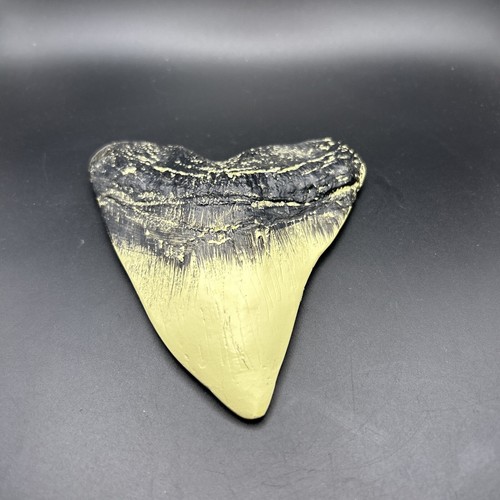 Melanin Shark Tooth Replica Resin