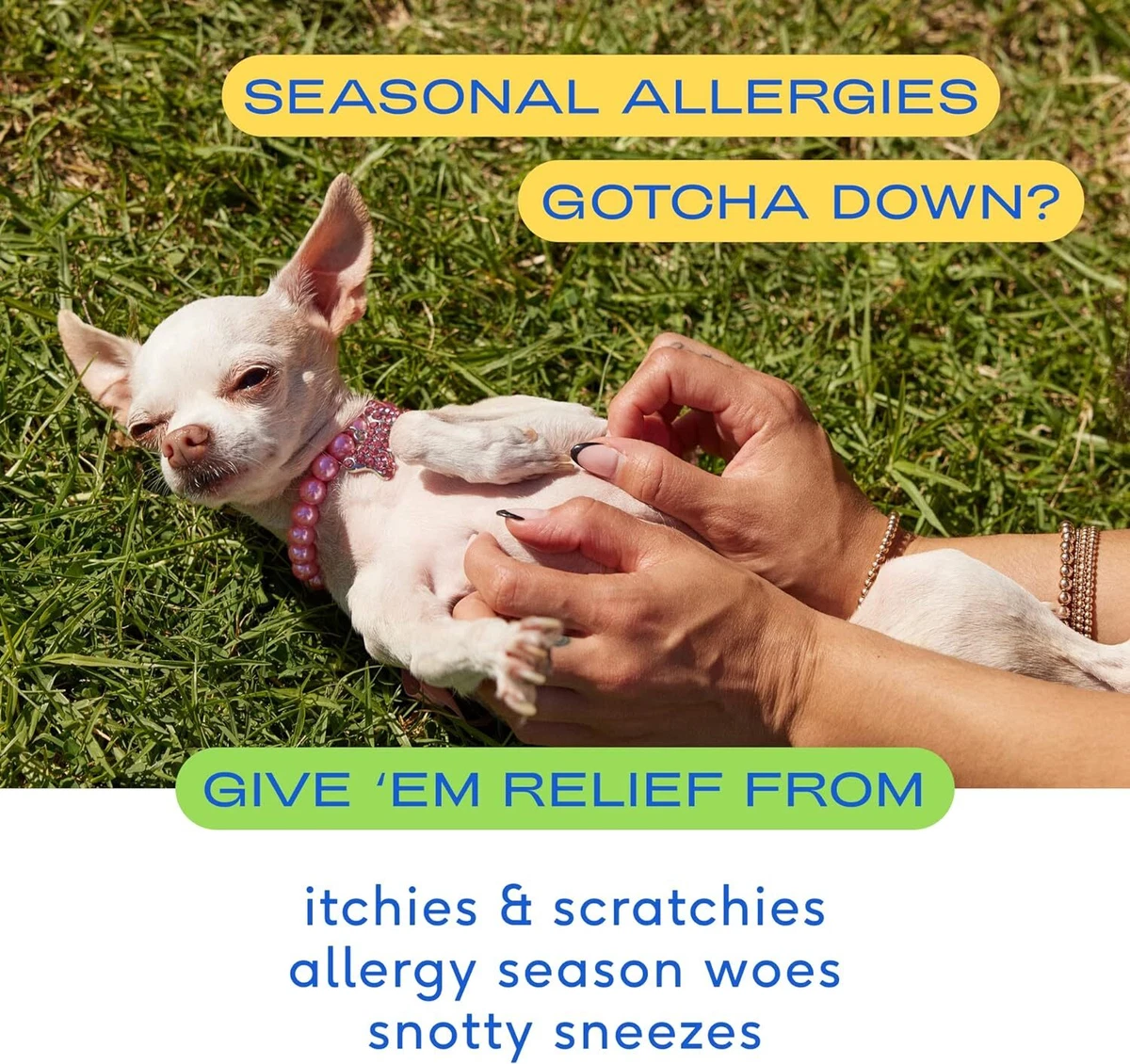 Canine allergy treatment top