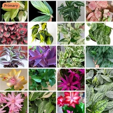 20++ Cuttings Mix Surprise Box From 10 Different Variety Read Desc