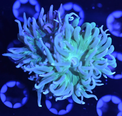 CE- Almost WYSIWYG - Green Duncan Coral- Frag Live Coral Frag LPS SPS