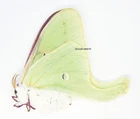 Unmounted Butterfly/Saturniidae - Actias luna, FEMALE, A1/A-