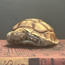 Mummified Sulcata Tortoise - Small Reptile Decor Display