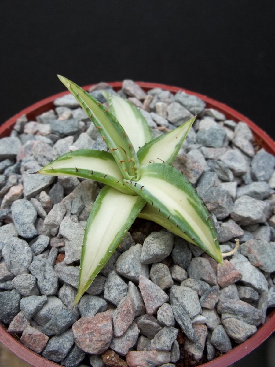 AGAVE GUIENGOLA mediopicta alba good variegated VERY RARE variegata plant  4